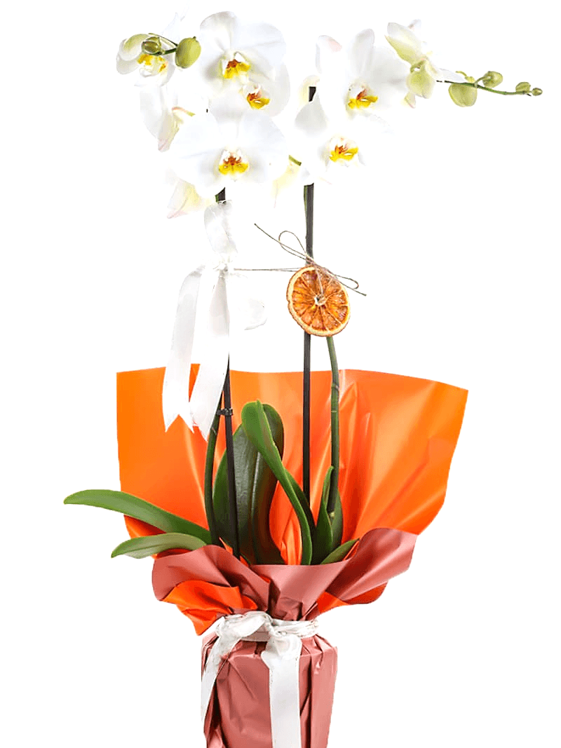 Çift Dal Beyaz Orkide