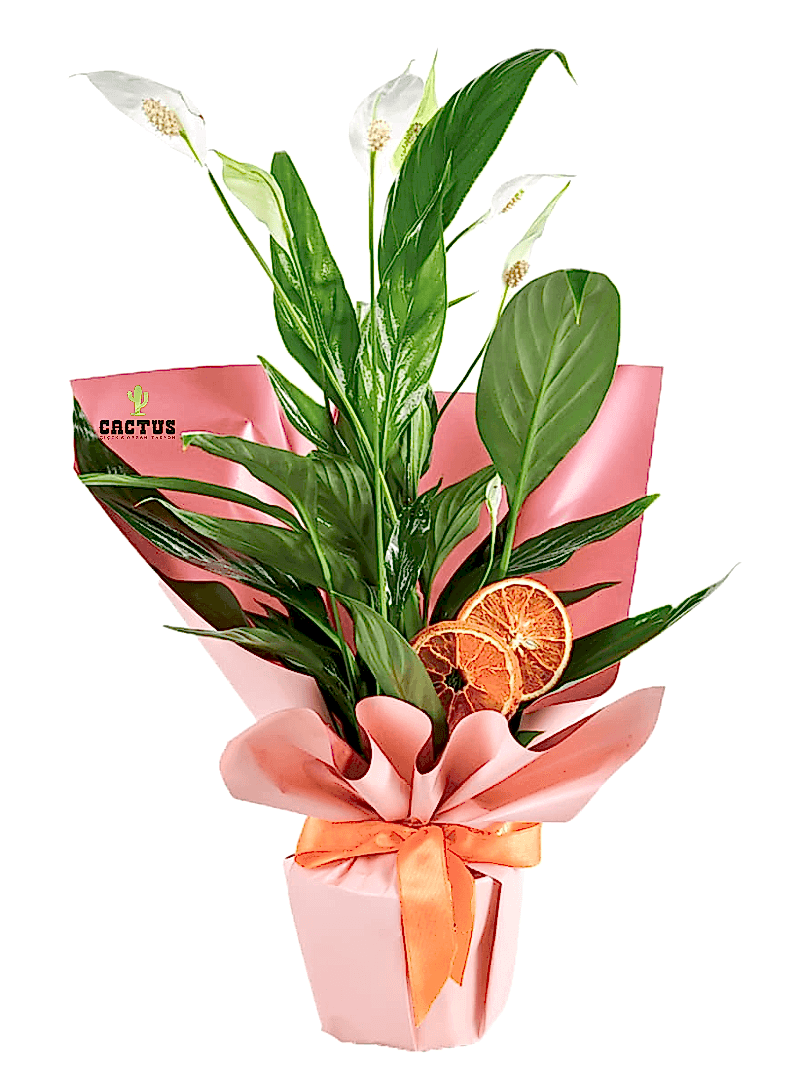Spathiphyllum 